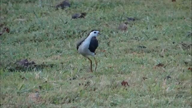 A New Buddhist Crystal MUSIC for CHEN SHI Taiji LaoJiaYiLu ! смотреть онлайн