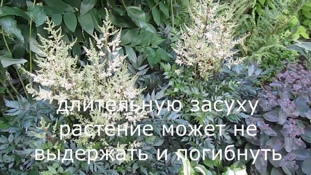 Продаем деленки астильбы смотреть онлайн