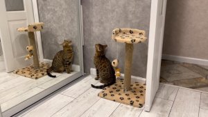 Бенгальский кот ходит орет, лезет в шкаф, падает. Кот с которым не соскучишься