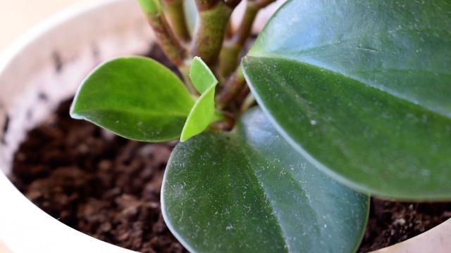 Гайдук А.Д. Макросъемка Nikon digital camera D5300 смотреть онлайн