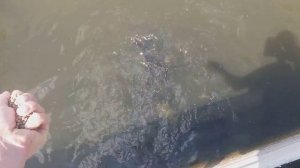 Выращивание клариевого/африканского сома в садках в водохранилище. Часть 2.