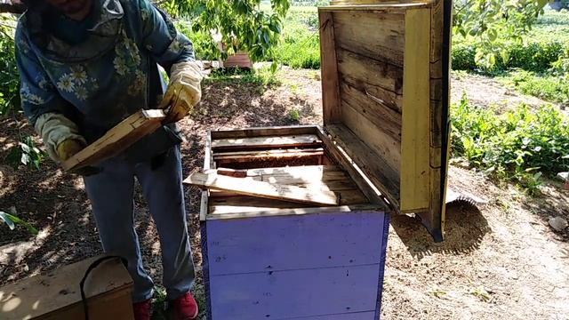 Забираю расплод  Маточников нет, Делаю сборный отводок  Пчеловодство