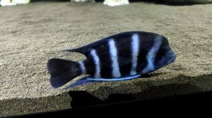 небольшие новости о фронтозе блю заир моба