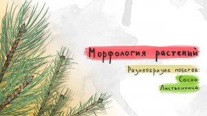 6. Разнообразие побегов: сосна, лиственница. Морфология растений - 5 - 6 класс