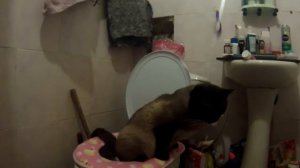 My Cat Peeing in the Toilet