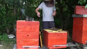 Улей башня. Делаем медовик из двух семей.