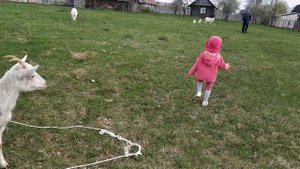 Маленькие дети играют с животными. Даша кормит козу