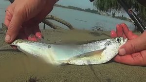 Чехонь на поплавочную удочку. река Кубань. Рыбалка. Fishing. Вода мутноватая и поклевка плохо видна