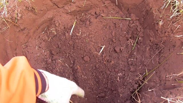 КАК САДИТЬ ЕЖЕВИКУ Правильно и Легко / ПРАВИЛЬНАЯ РАССАДКА ЕЖЕВИКИ смотреть онлайн