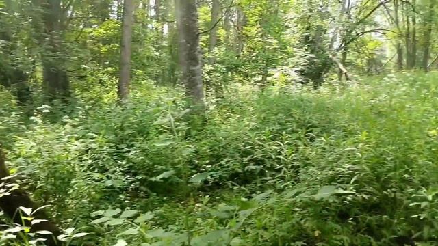 Коп металла, церковные земли на карте Менде 2023 г. смотреть онлайн