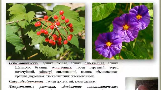 Полезные растения Лекарственные растения