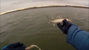 Ловля судака на Бердском заливе.