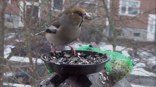 Sturm auf das Buffet смотреть онлайн