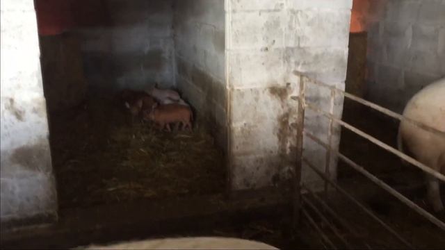 Как я чуть не сжёг дом ! Цена на живой вес свиней ! смотреть онлайн