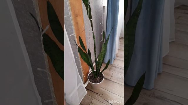 сансеиевирию хотели выбросить, но я её спасла смотреть онлайн