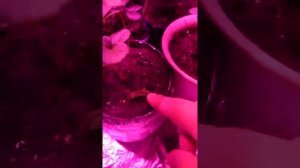 Клубника дома зимой в гроубоксе под светодиодами продолжениеStrawberry house in winter under LEDs.