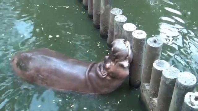 Таиланд. Зоопарк Кхао Кхео смотреть онлайн