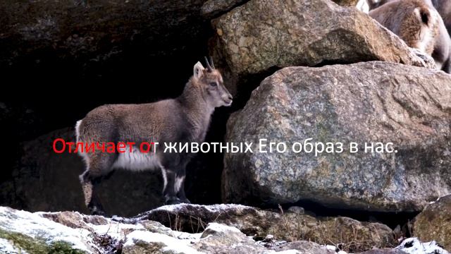 Бог - Создатель всякой твари/ Сотворение мира / Христианские песни