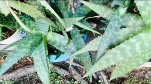 Цветы Петухи растут у нас.. Целозия- Огненный Цветок. Cockscomb/ Петушиный Гребень