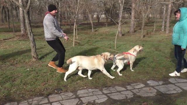 Красивые палевые Лабрадоры Лорд и Белла. Темпераментный жених и ворчливая невеста. смотреть онлайн