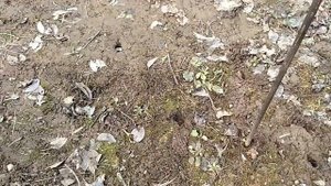 СПОСОБ БОРЬБЫ С МЫШАМИ В ОГОРОДЕ.