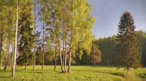 💖Песни нашего двора - ✯Белая берёза✯🎵 (исп.Сергей Орлов)