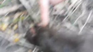 дикая водяная крыса