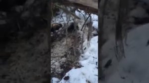 Охота на хорька капканом!!!