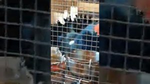 ток тетерева и глухарята