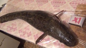 Налим быстро портится, что сделать для сохранения  Дедовский способ