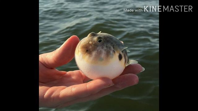 Доклад о рыбе фугу смотреть онлайн