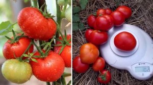 Характеристика и описание сорта томата Сибирский скороспелый