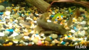 Разведение сомиков анциструсов. Часть 2