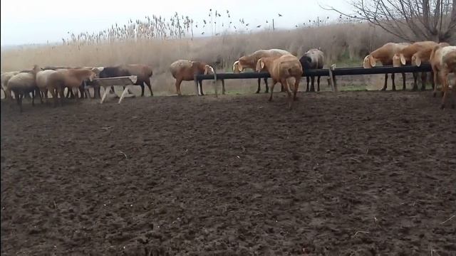 Пятое января 2022 идём на пастбище. Ягнята подрастают. Мясная порода овец смотреть онлайн