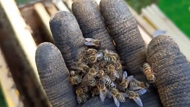 Взяток з акації, збірний рій, штучні рої, сонячна воскотопка на 6 рамок. смотреть онлайн