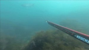 ПОДВОДНАЯ ОХОТА ЧЕРНОЕ МОРЕ ЗАМЕЧАТЕЛЬНЫЙ ЛОБАН ОСЕНЬ 2020