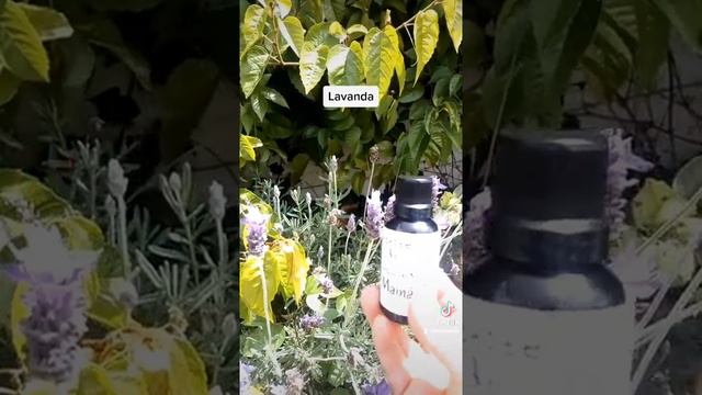 aceite de Lavanda смотреть онлайн