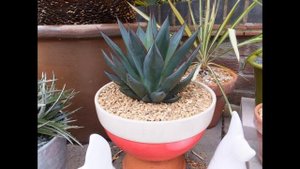 Агава  уход в домашних условиях, пересадка и выращивание  Виды агавы