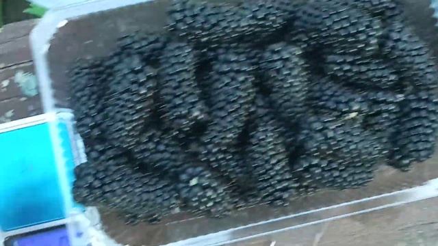 Плодоношение ежевики Карака Блек , вес ягоды. смотреть онлайн