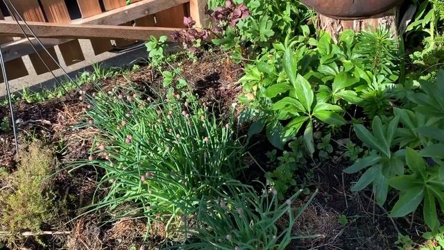 Building Soil from Seaweed in Mollie & Dan's Garden смотреть онлайн