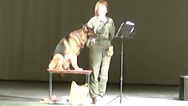 Умную собаку нужно воспитать! смотреть онлайн