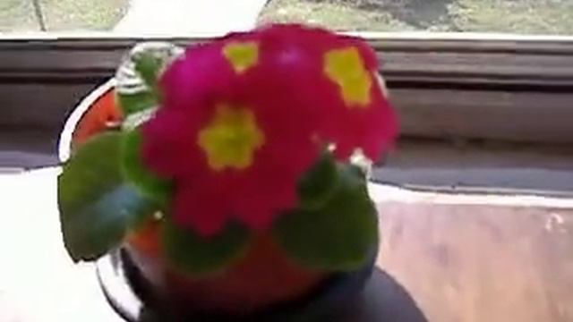 my primrose in the afternoon sun смотреть онлайн