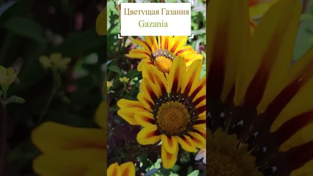Цветущая Газания (Gazania).?