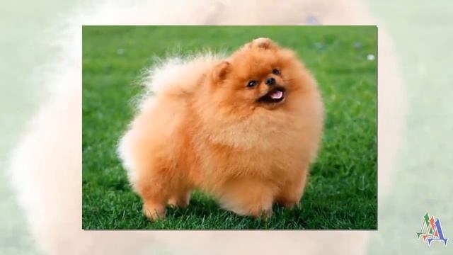 КРАСИВЫЕ СТРИЖКИ ДЛЯ СОБАЧЕК / Удивительные истории про собак смотреть онлайн