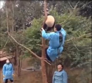 Панда не хочет слезать с дерева