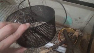 Моя любимая дикая мышка! Уборка в клетке у мышей!