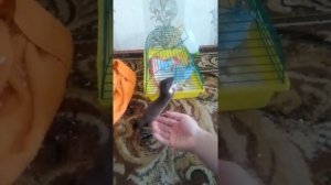 Горностай домашний