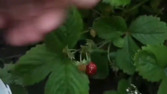 Сентябрьская ягода! смотреть онлайн