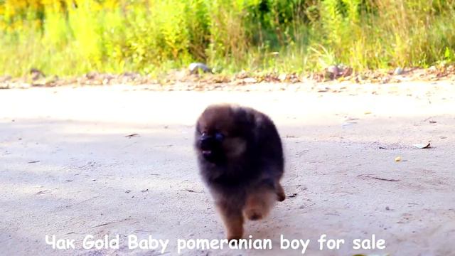 очень весёлый щенок померанского шпица смотреть онлайн