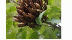 Китайская сирень, посадка и уход